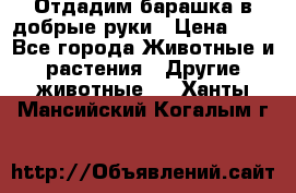 Отдадим барашка в добрые руки › Цена ­ 1 - Все города Животные и растения » Другие животные   . Ханты-Мансийский,Когалым г.